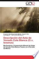 Descripción del Asta de Venado Cola Blanca (O. V. Texanus)