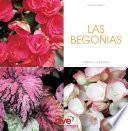 LAS BEGONIAS