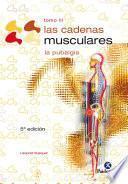 Las cadenas musculares (Tomo III)