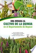 Una mirada al cultivo de la quinua en el departamento de Boyacá